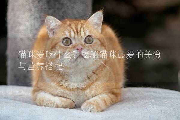 猫咪爱吃什么？揭秘猫咪最爱的美食与营养搭配