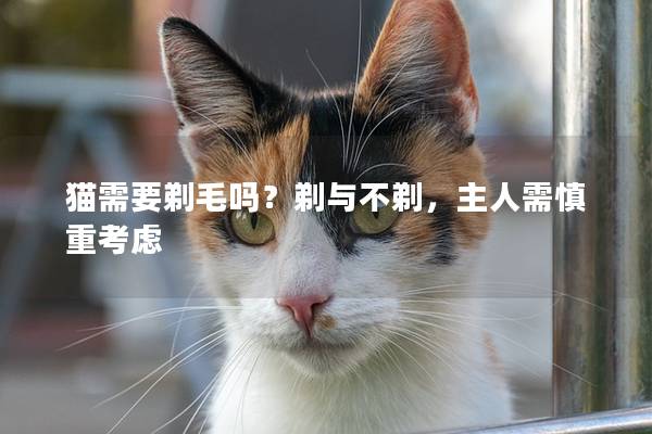 猫需要剃毛吗？剃与不剃，主人需慎重考虑