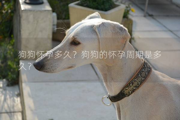 狗狗怀孕多久？狗狗的怀孕周期是多久？