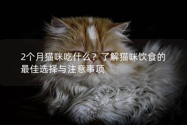 2个月猫咪吃什么？了解猫咪饮食的最佳选择与注意事项