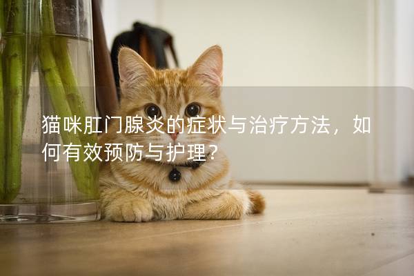 猫咪肛门腺炎的症状与治疗方法，如何有效预防与护理？