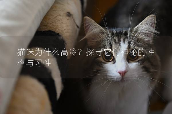 猫咪为什么高冷？探寻它们神秘的性格与习性