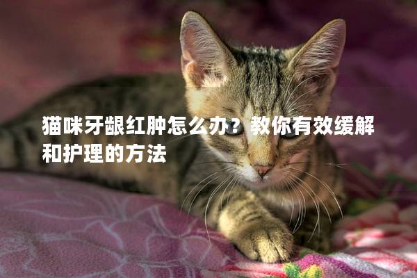 猫咪牙龈红肿怎么办？教你有效缓解和护理的方法