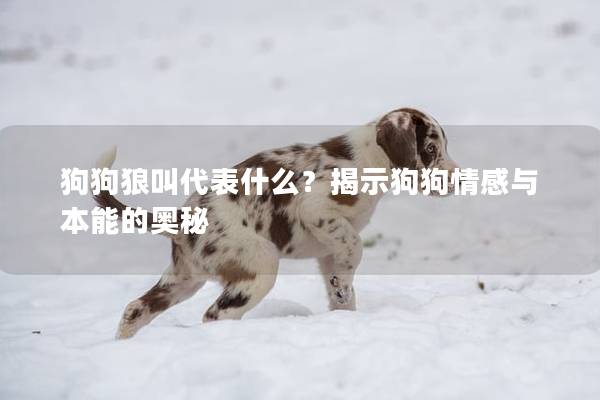 狗狗狼叫代表什么？揭示狗狗情感与本能的奥秘