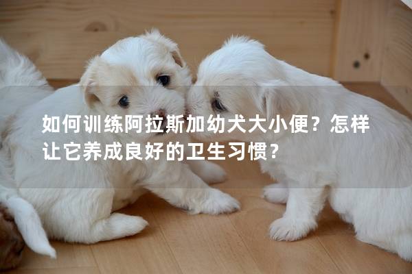 如何训练阿拉斯加幼犬大小便？怎样让它养成良好的卫生习惯？