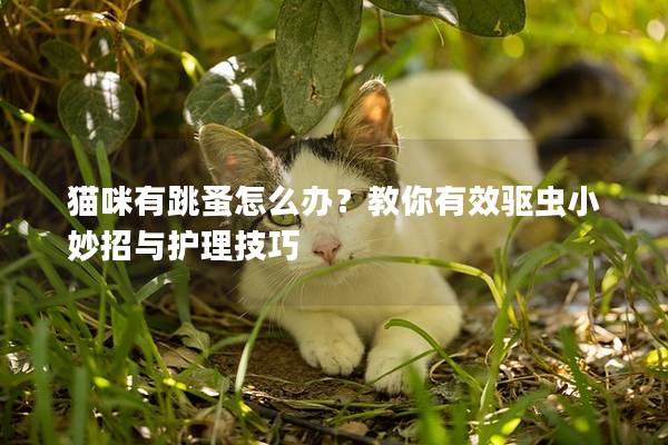 猫咪有跳蚤怎么办？教你有效驱虫小妙招与护理技巧