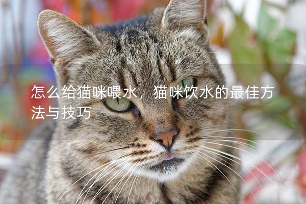 怎么给猫咪喂水，猫咪饮水的最佳方法与技巧