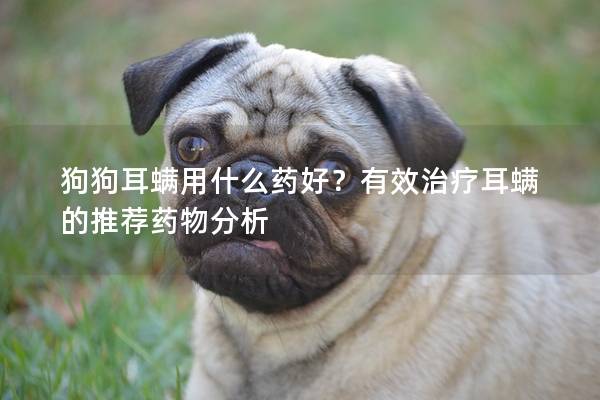 狗狗耳螨用什么药好？有效治疗耳螨的推荐药物分析