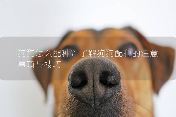 狗狗怎么配种？了解狗狗配种的注意事项与技巧