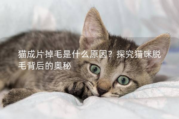 猫成片掉毛是什么原因？探究猫咪脱毛背后的奥秘