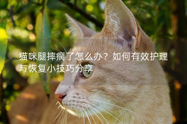 猫咪腿摔瘸了怎么办？如何有效护理与恢复小技巧分享