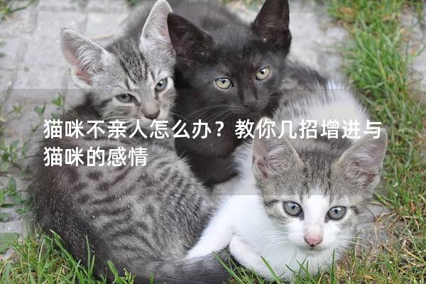 猫咪不亲人怎么办？教你几招增进与猫咪的感情