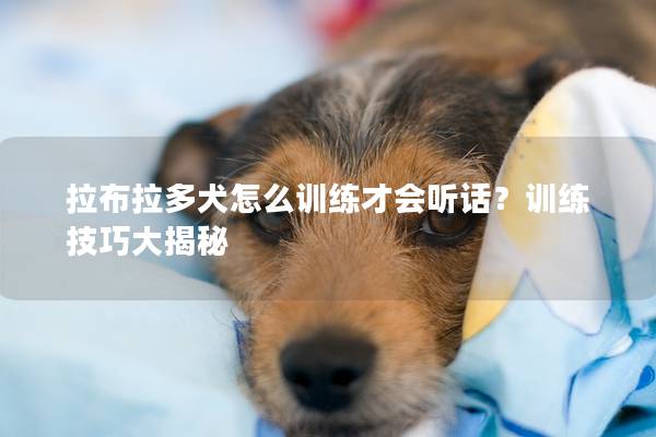 拉布拉多犬怎么训练才会听话？训练技巧大揭秘