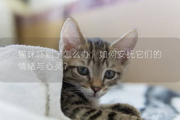 猫咪吓到了怎么办，如何安抚它们的情绪与心灵？