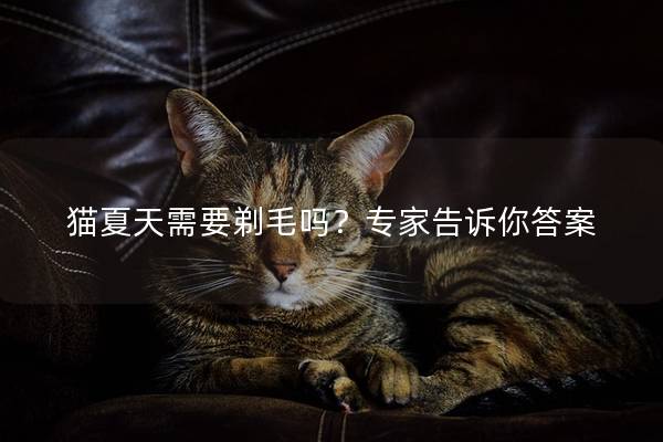 猫夏天需要剃毛吗？专家告诉你答案