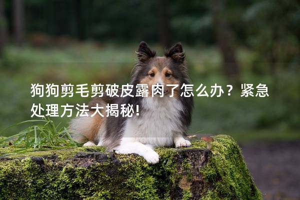 狗狗剪毛剪破皮露肉了怎么办？紧急处理方法大揭秘!