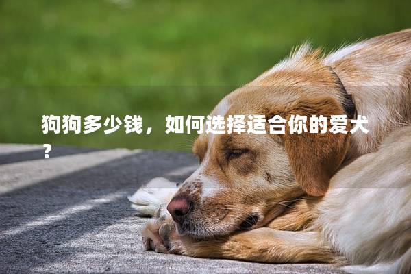 狗狗多少钱，如何选择适合你的爱犬？