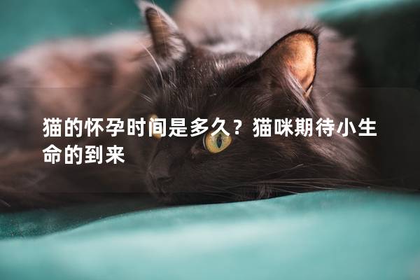 猫的怀孕时间是多久？猫咪期待小生命的到来