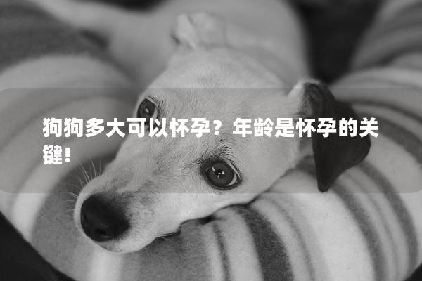 狗狗多大可以怀孕？年龄是怀孕的关键!