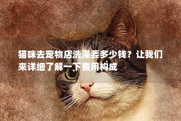 猫咪去宠物店洗澡要多少钱？让我们来详细了解一下费用构成