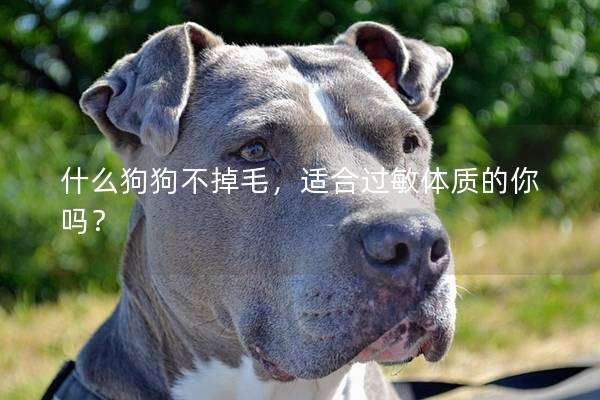 什么狗狗不掉毛，适合过敏体质的你吗？