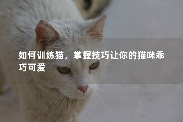 如何训练猫，掌握技巧让你的猫咪乖巧可爱