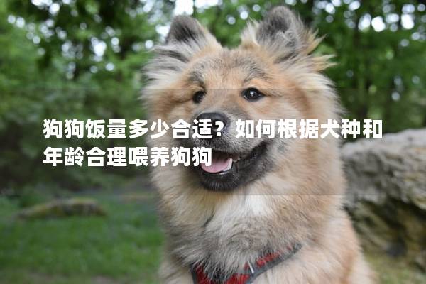 狗狗饭量多少合适？如何根据犬种和年龄合理喂养狗狗