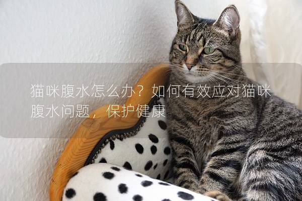 猫咪腹水怎么办？如何有效应对猫咪腹水问题，保护健康