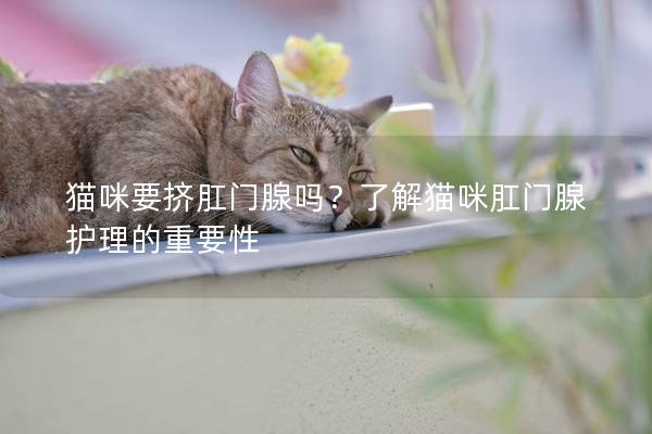 猫咪要挤肛门腺吗？了解猫咪肛门腺护理的重要性