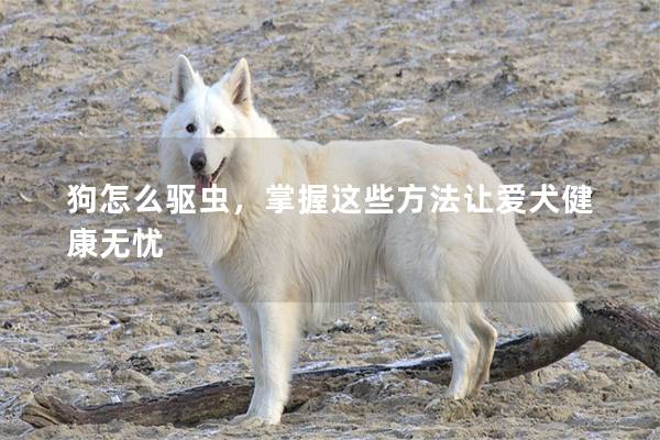 狗怎么驱虫，掌握这些方法让爱犬健康无忧