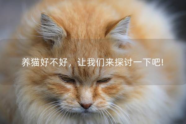 养猫好不好，让我们来探讨一下吧!