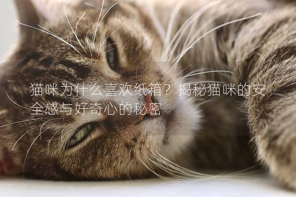 猫咪为什么喜欢纸箱？揭秘猫咪的安全感与好奇心的秘密