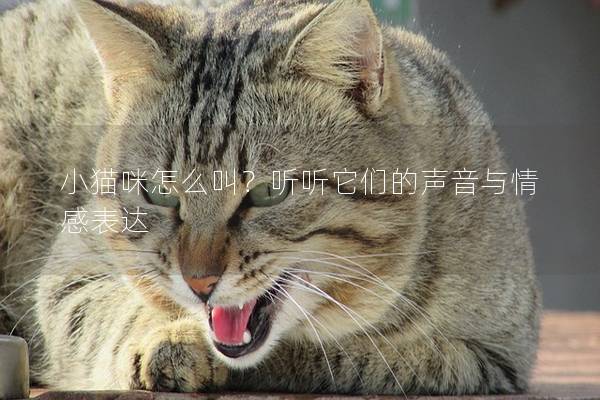 小猫咪怎么叫？听听它们的声音与情感表达