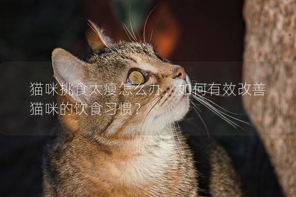 猫咪挑食太瘦怎么办，如何有效改善猫咪的饮食习惯？