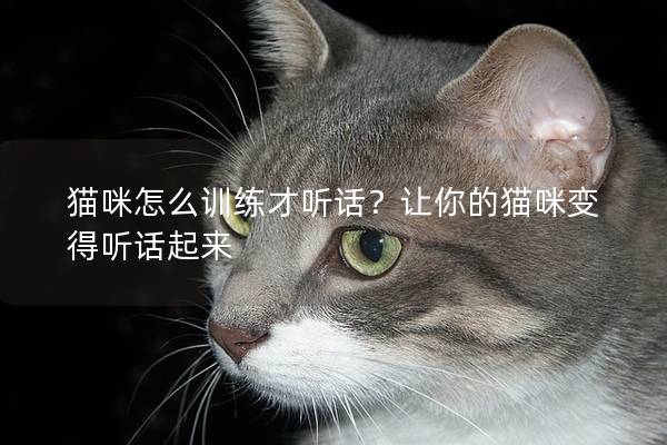 猫咪怎么训练才听话？让你的猫咪变得听话起来