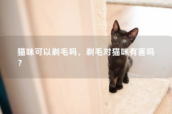 猫咪可以剃毛吗，剃毛对猫咪有害吗？