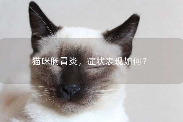 猫咪肠胃炎，症状表现如何？