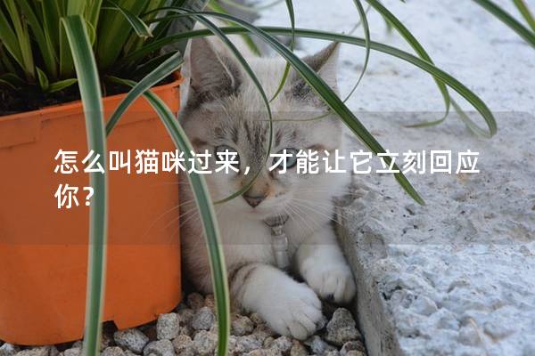 怎么叫猫咪过来，才能让它立刻回应你？