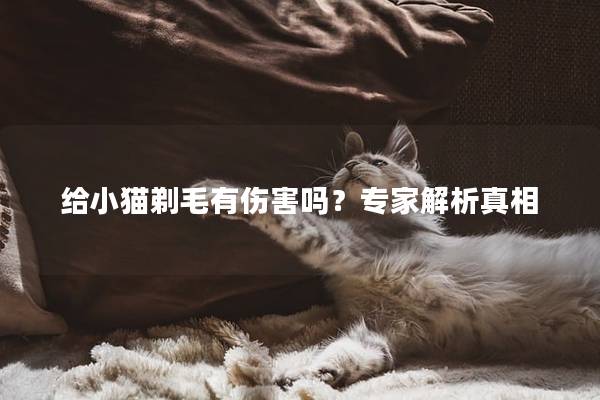 给小猫剃毛有伤害吗？专家解析真相