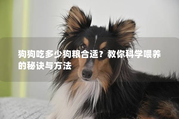 狗狗吃多少狗粮合适？教你科学喂养的秘诀与方法