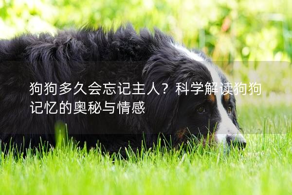 狗狗多久会忘记主人？科学解读狗狗记忆的奥秘与情感