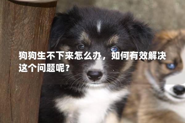 狗狗生不下来怎么办，如何有效解决这个问题呢？