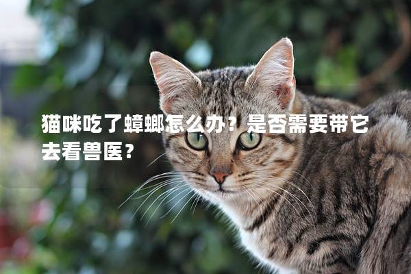 猫咪吃了蟑螂怎么办？是否需要带它去看兽医？