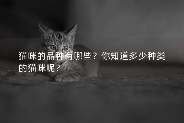 猫咪的品种有哪些？你知道多少种类的猫咪呢？