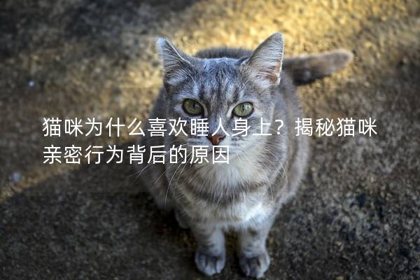 猫咪为什么喜欢睡人身上？揭秘猫咪亲密行为背后的原因