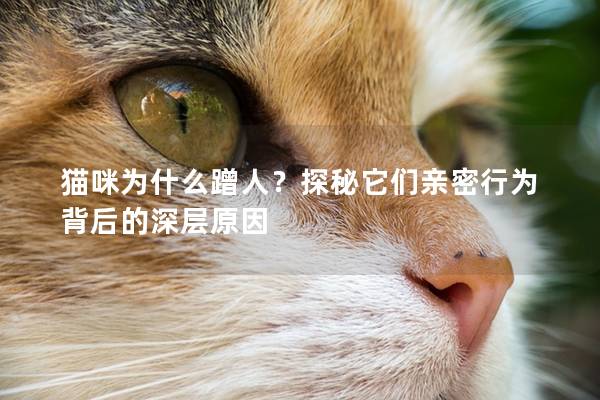 猫咪为什么蹭人？探秘它们亲密行为背后的深层原因