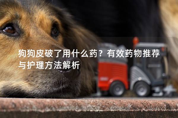 狗狗皮破了用什么药？有效药物推荐与护理方法解析