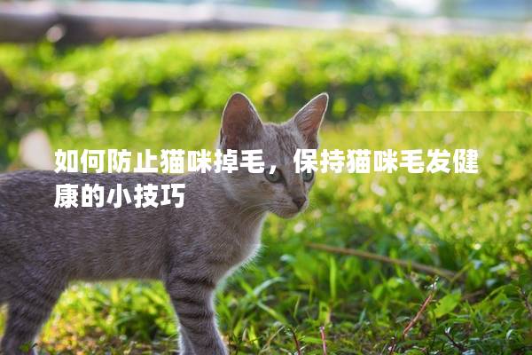 如何防止猫咪掉毛，保持猫咪毛发健康的小技巧