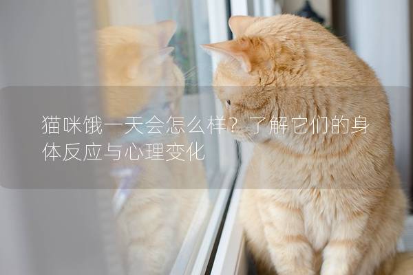 猫咪饿一天会怎么样？了解它们的身体反应与心理变化