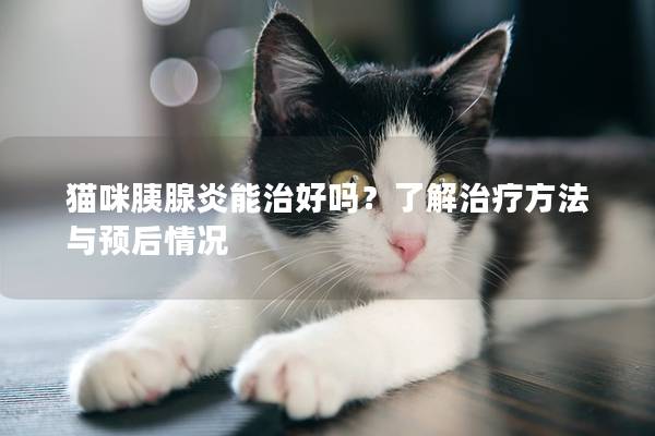 猫咪胰腺炎能治好吗？了解治疗方法与预后情况